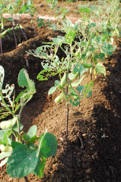 edamame.JPGのサムネール画像